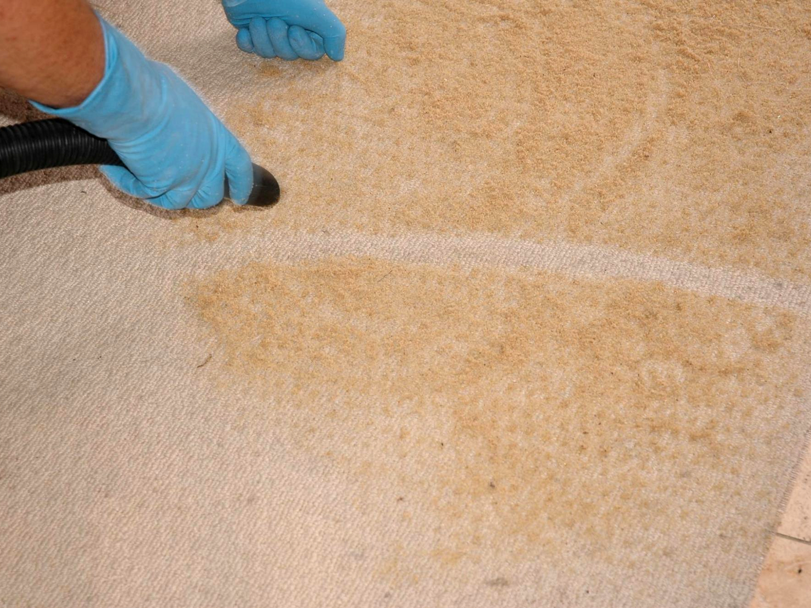 Carpet Cleaning